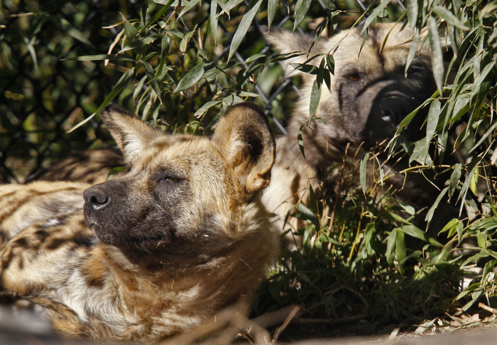 Painted dogs